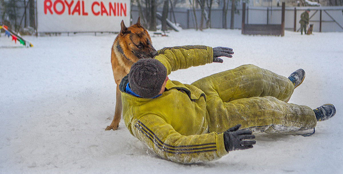 Охрана с собаками в Москве и МО | КЦ «Атаман»