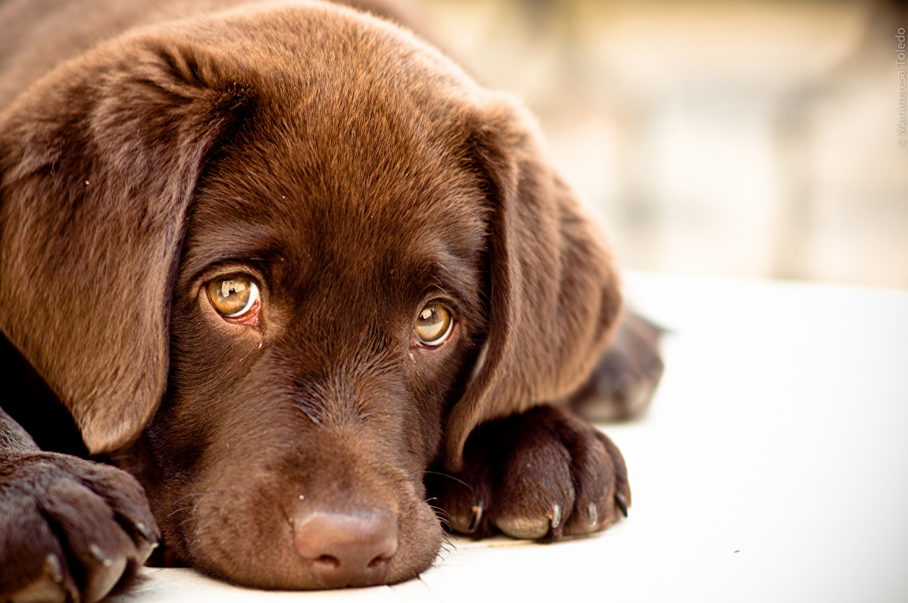 Как помочь собаке справиться со стрессом во время разлуки с хозяином | КЦ  «Атаман»