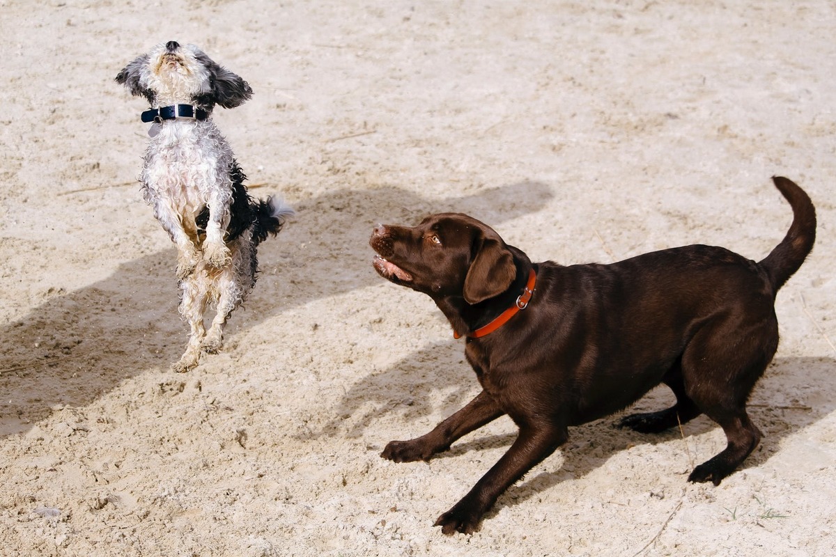 Пегер собака. How to Train an aggressive Dog.